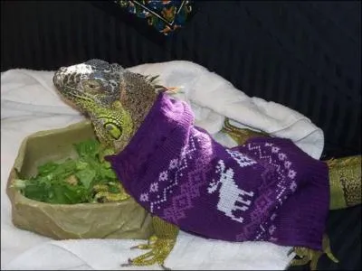 Quel arbre allez-vous privilégier ?