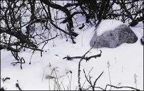 Quel animal est caché dans cette image ?