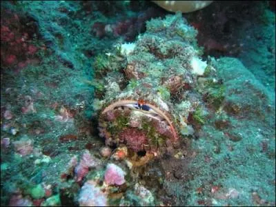 Quel animal est caché dans cette image ?