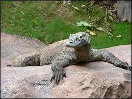Dans quel État archipel vit le dragon de Komodo ?