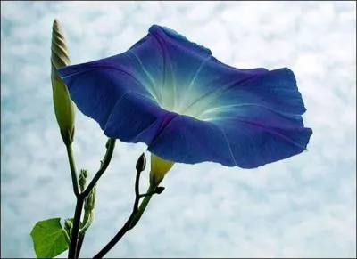 Phrase comportant toutes les lettres de l'alphabet :