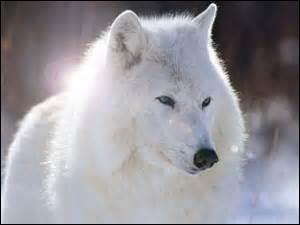 "Etre connu comme le loup blanc" signifie :
