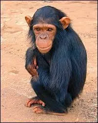 Le singe mange :