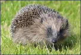 Que mange le hérisson ?