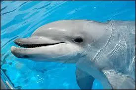 Un dauphin a-t-il des dents ?