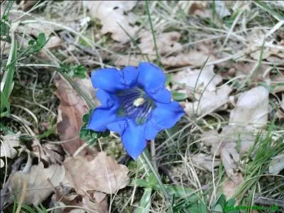 Médecine. Épidémie qui s'étend sur un ou plusieurs continents :