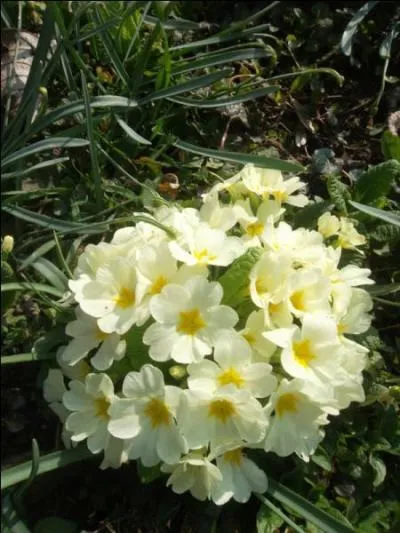 Chasse. Grand filet tendu verticalement pour prendre des oiseaux, en particulier les pigeons sauvages :