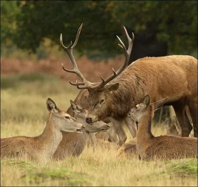 Quel animal l'héroïne a-t-elle tué pour payer cet animal ?