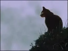 Lequel est un chaton de Croc Jaune ?