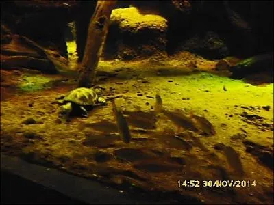 Ici, les goujons se trouvent en compagnie d'une...