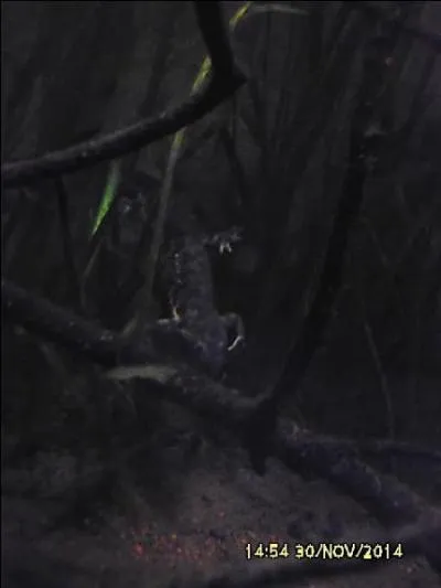 Quel animal se cache dans l'ombre des plantes aquatiques ?