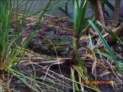 Cette énorme grenouille s'appelle la grenouille taureau.