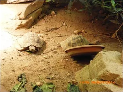 Les tortues sont-elles des reptiles ou des amphibiens ?