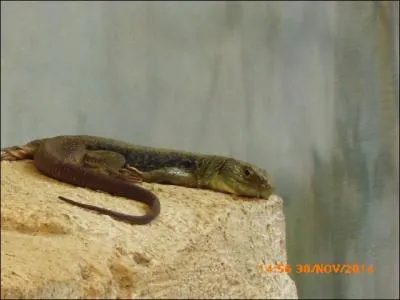 Ce paisible reptile se reposant dans son vivarium est le lézard ocellé. Où vit-il ?