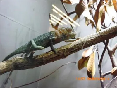 Les yeux du caméléon peuvent changer de couleur au gré de l'animal et n'ont pas de paupières. Le caméléon peut aussi regarder derrière lui, mais peut-il voir la nuit ?