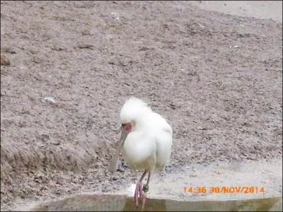 Cet oiseau africain porte bien son nom ! C'est...