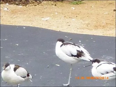 Ces charmantes avocettes élégantes ressemblent aux...