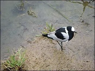 Ce petit oiseau se nomme le vanneau...