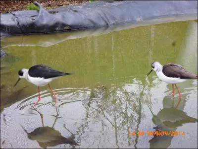 Voici les belles échasses blanches !