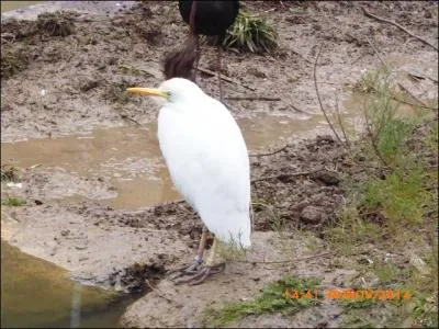 Cet oiseau se nomme le héron garde...