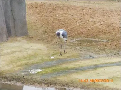 Comment se nomme cet oiseau particulièrement laid ?