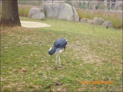 Le marabout d'Afrique vit dans...