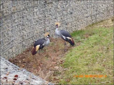Ces deux charmants oiseaux sont des autruches à couronne.