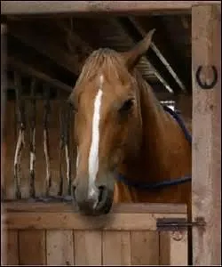 A qui ce cheval appartient-il ?