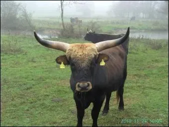 Qu'élève-t-on dans cette ferme de Pougné - 102 habitants - en Charente ?
