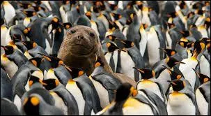 Chassez l'intrus ......