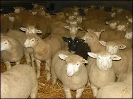 Chassez l'intrus ......