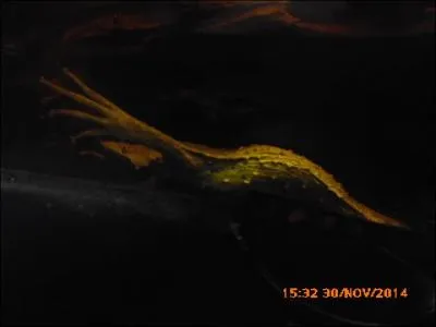 Quelle est cette espèce d'amphibien ?