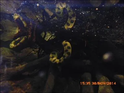 Il y a un serpent empêtré dans les branches de cet arbre aquatique. Quel est ce reptile ?