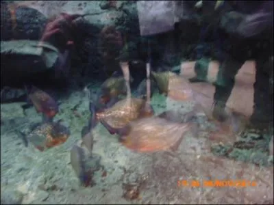 Cette photo est floue mais on distingue....