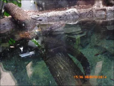 Le caïman nain de Cuvier vit....