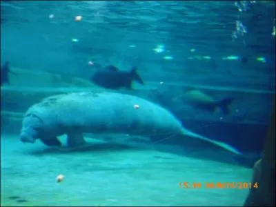 Que voit-on sur cette photo ?