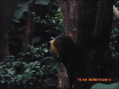 Ce petit singe perché sur sa branche est le ouistiti d'Amazonie.