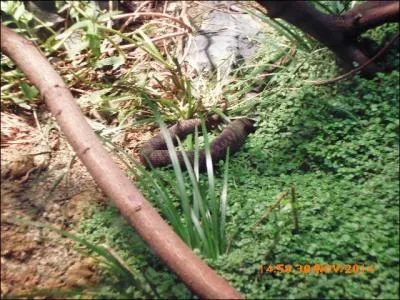 La vipère péliade est en danger d'extinction !