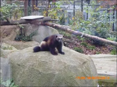 L'autre nom du glouton est......