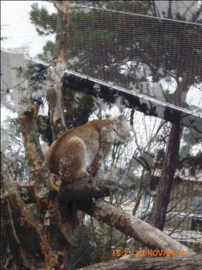 Quel est donc cet animal ?