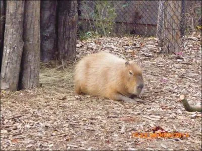 Le capybara ou cabiai est à peu près grand comme un ____ couché.