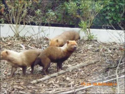 Ces mammifères sont des......