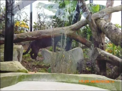Une panthère noire se cache dans le paysage !