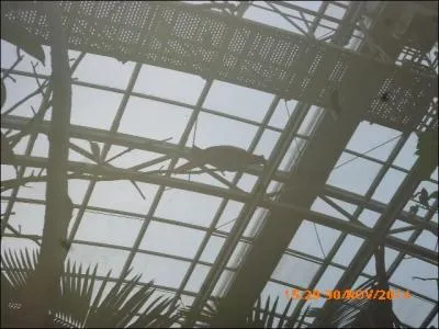 Où se cache l'ara hyacinthe ?