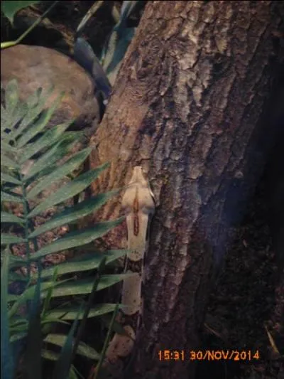 Cette tête de serpent est celle du boa....