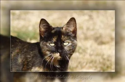 Clan de la Rivière : Chatte au pelage écaille-de-tortue.
