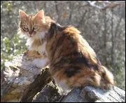 Clan du Vent : Femelle écaille.