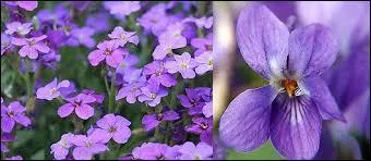 Depuis 1952 dès le mois de mars, la fête de la violette envahie cette petite bourgade. Où trouver ce paradis qui cultive la violette ?