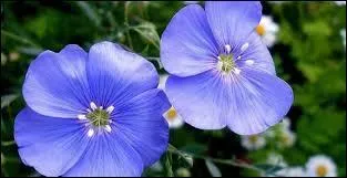 Tous les ans au mois de juillet, neuf communes du Pays de Caux s'associent durant 3 jours à l'occasion du Festival du Lin et de l'Aiguille. Où s'inscrire pour ce parcours champêtre entre mer et lin ?