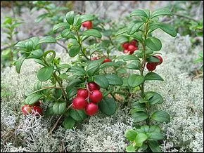 Où cueillez-vous les baies appelées airelles ?